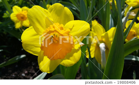 Beautiful yellow daffodils (narcissus) 19808406