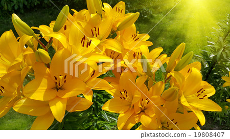 Beautiful bright yellow lily and sunlight Beautiful bright yellow lily and sunlight 19808407