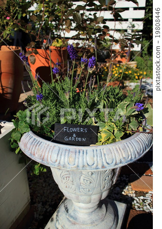 園藝形象 19808446