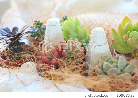Succulent plants interior Succulent plants interior 19808553