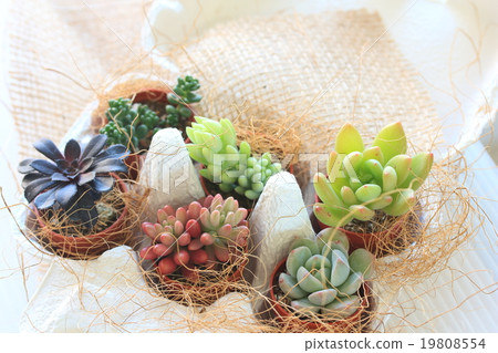 Succulent plants interior Succulent plants interior 19808554