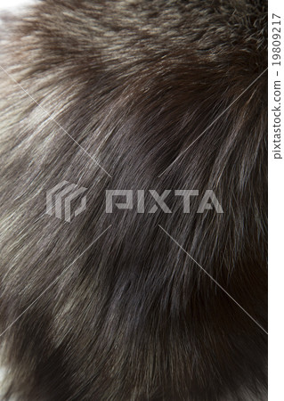 Texture of fur Texture of fur 19809217