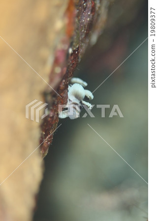 Isaoyi Benkei Haze場合 19809377