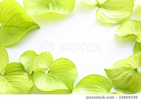 心臟礁 心臟礁 19809399