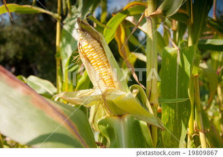 corn against the sky corn against the sky 19809867