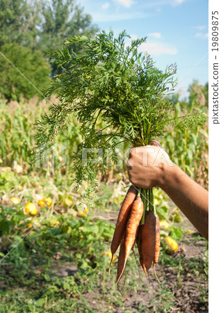 Harvest. Carrot in the hand Harvest. Carrot in the hand 19809875