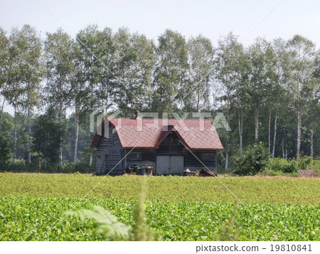 Red-roofed barn in the Tokachi region of Hokkaido 19810841