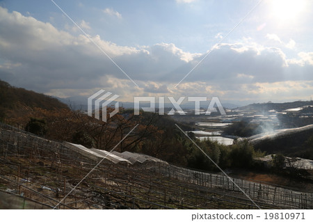 葡萄園Habrino 19810971