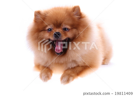 brown pomeranian dog isolated on white background 19811409