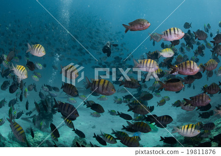 cormorant while fishing underwater in bait ball cormorant while fishing underwater in bait ball 19811876