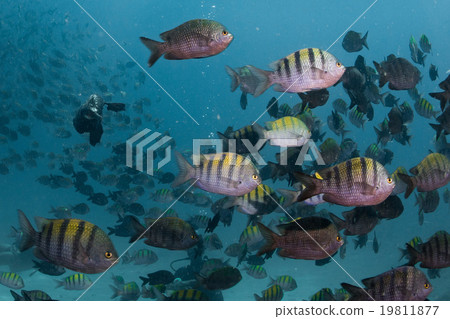 cormorant while fishing underwater in bait ball 19811877