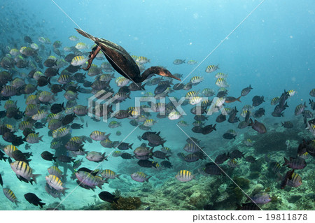 cormorant while fishing underwater in bait ball cormorant while fishing underwater in bait ball 19811878