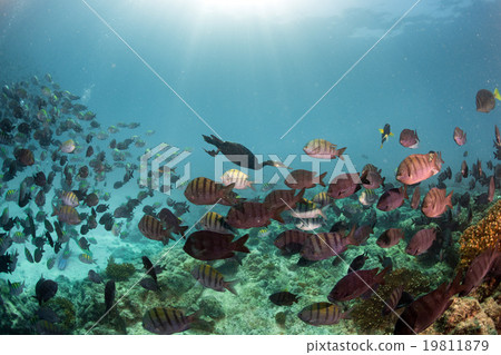 cormorant while fishing underwater in bait ball 19811879