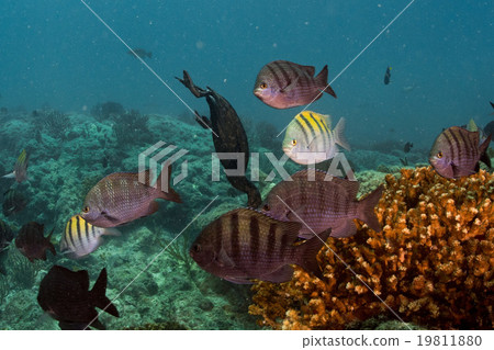 cormorant while fishing underwater in bait ball cormorant while fishing underwater in bait ball 19811880
