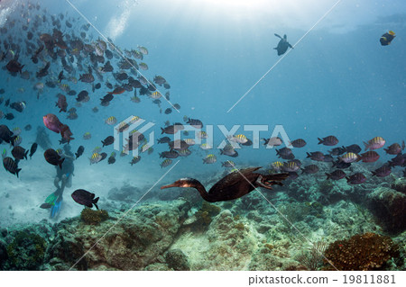 cormorant while fishing underwater in bait ball cormorant while fishing underwater in bait ball 19811881