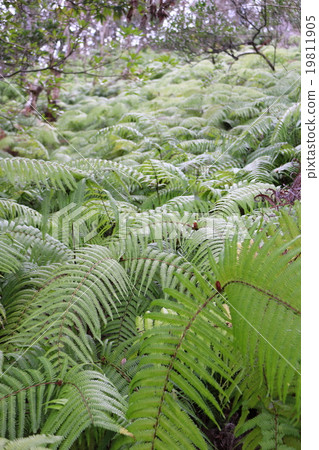 蕨葉 蕨葉 19811905