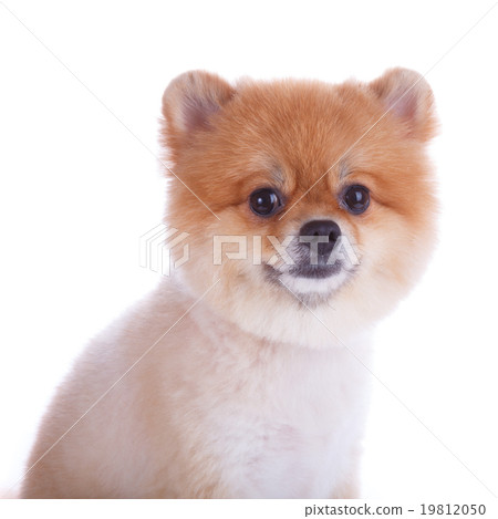 Pomeranian 2024 short hair