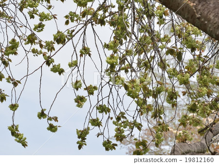 綠色花開花的妻子黃色櫻桃樹 19812160
