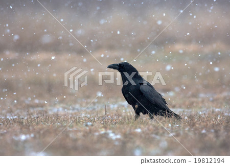 Raven (Corvus corax) in a snowstorm in the meadow Raven (Corvus corax) in a snowstorm in the meadow 19812194