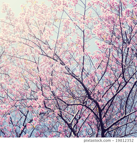Sakura in winter at Doi Kunwang,Thailand. Sakura in winter at Doi Kunwang,Thailand. 19812352