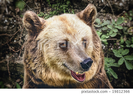 Portrait of the Bear Portrait of the Bear 19812366
