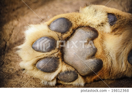 Paw of Lion 19812368