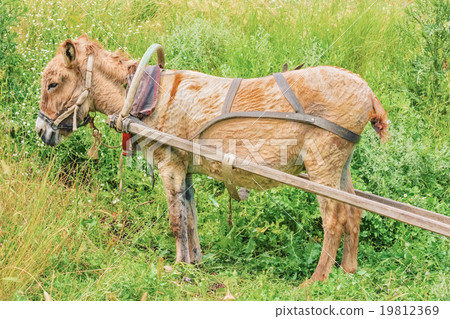 Harnessed donkey Harnessed donkey 19812369
