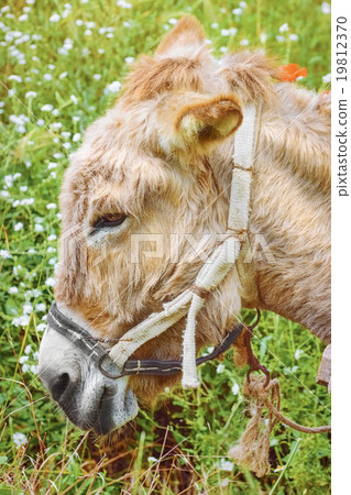 Portrait of Donkey 19812370