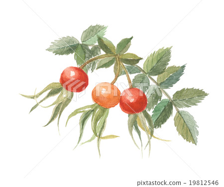 Hamanasu's fruit Hamanasu's fruit 19812546