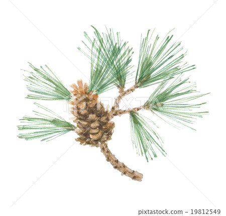 Pine pine 19812549