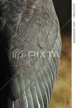 African spotted wing feathers 19812553