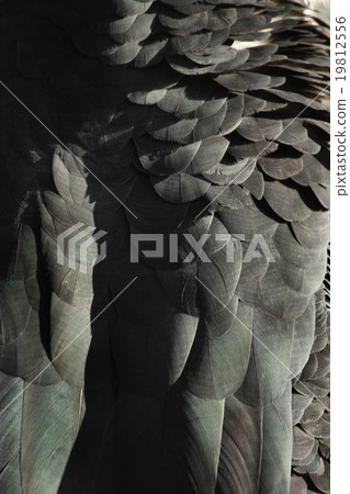 非洲斑點的翅膀羽毛 19812556