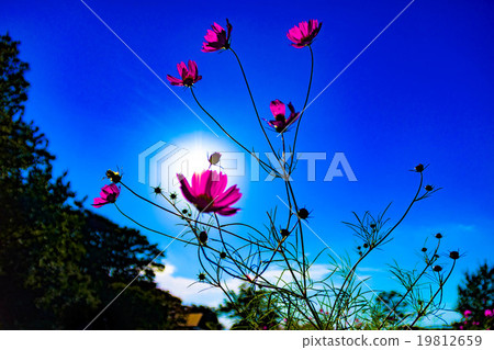 宇宙 宇宙 19812659