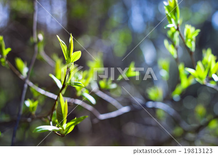 Branch with early leaves light background forest Branch with early leaves light background forest 19813123