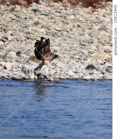 托比飛行獵人攻擊目標 19813945