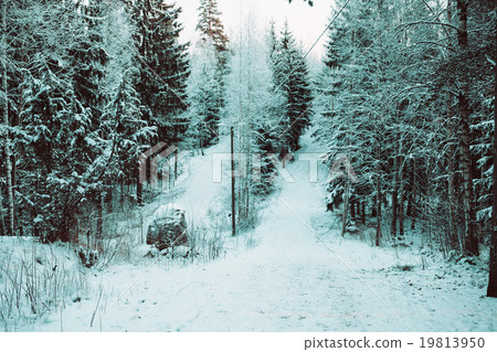 Photo of a winter landscape of the wood. 19813950