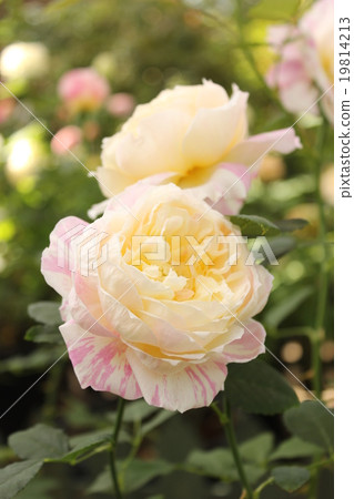 White roses White roses 19814213