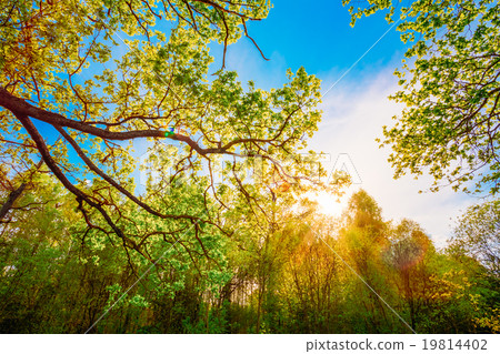 Sun Shining Through Canopy Of Tall Oak Trees 19814402