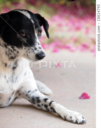 dalmatian dog portraits close-up head shot dalmatian dog portraits close-up head shot 19814745