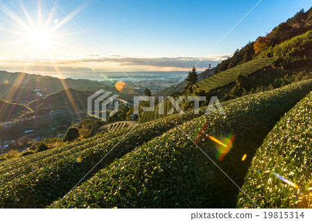 [Shizuoka] Tea plantations in the sky 19815314