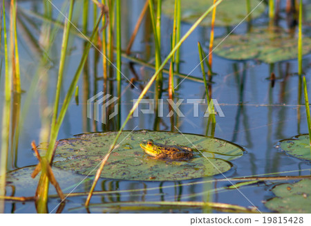 green frog on lily leaf floating in a pond 19815428