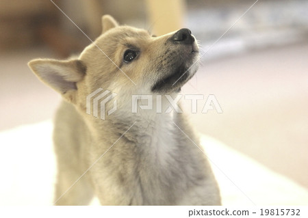 Bean Shiba Inu Bean Shiba Inu 19815732