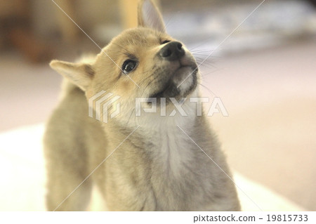 Bean Shiba Inu Bean Shiba Inu 19815733