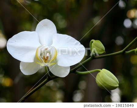 white orchids flowers under sunlight outdoor  19815849