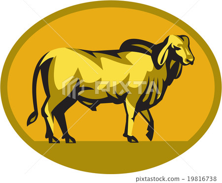 Brahman Bull Oval Retro 19816738