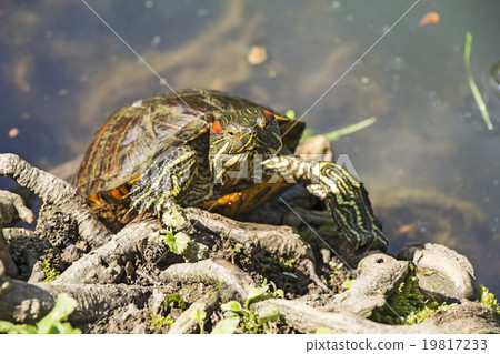 Red Eared Turtle 19817233