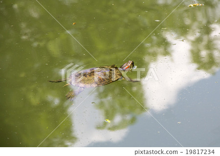 Red Eared Turtle 19817234
