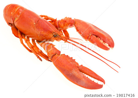 Omaru prawn lobster Omaru prawn lobster 19817416