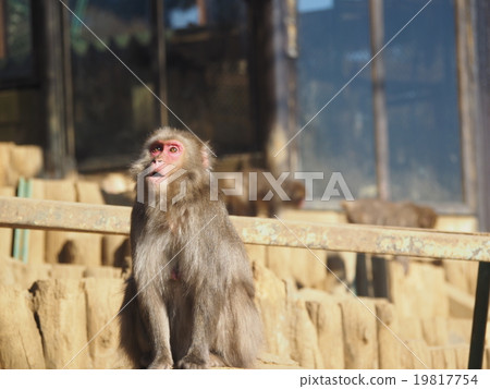 Japanese monkey looking up at Mt. Takao · Saru garden 19817754