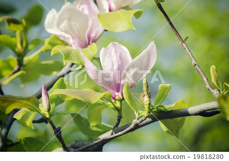 Magnolia spring flowers 19818280